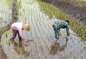 Bantu matun padi di wilayah desa binaan 