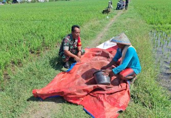 Bantu atasi hama tanaman petani desa binaan 