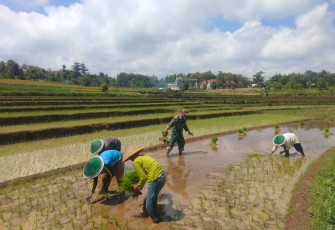 Tanam padi bersama warga binaan