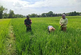 Bantu rawat padi di wilayah desa binaan