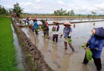 Bantu tanam padi wilayah desa binaan