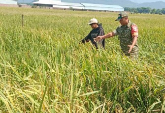 Bantu rawat padi di wilayah desa binaan