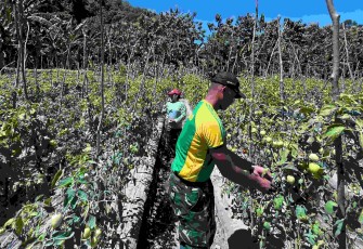 Panen tomat bersama warga di perbatasan