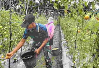 Panen tomat bersama warga di perbatasan