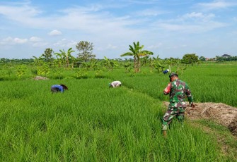 Bantu rawat padi di wilayah desa binaan