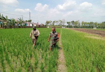 Pendampingan petani desa binaan