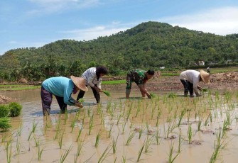 Babinsa tanam padi