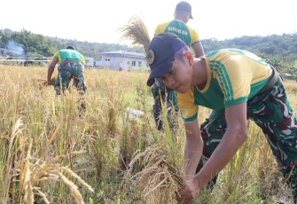 Panen padi di perbatasan
