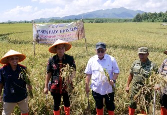 Panen raya padi Biosalin di Jepara