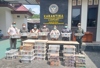 TNI AL Gagalkan Penyelundupan 620 Ekor Burung Ilegal di Bakauheni
