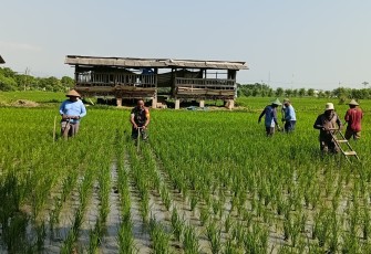 Babinsa Klorogan Turun Tangan Bersihkan Gulma Bersama Petani