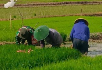 Bantu cabut benih padi di wilayah desa binaan