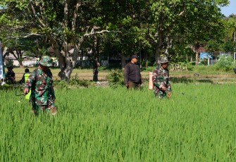 Personel Kodim 0801/Pacitan Bantu Petani Rawat Tanaman Padi
