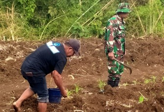 Babinsa Pucanglaban Dampingi Petani Jagung, Dukung Produktivitas dan Ketahanan Pangan