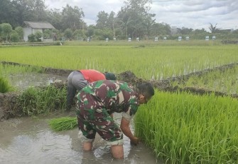 Babinsa Desa Kedungwilut Dampingi Petani Ndaut, Dukung Penguatan Ketahanan Pangan