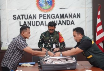 TNI AL Gagalkan Penyelundupan Puluhan Ribu Benih Lobster Jaringan Internasional di Bandara Juanda 