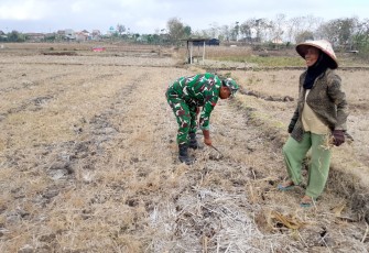 Babinsa Desa Panggunghuni Dampingi Petani Bersihkan Lahan Jagung, Dukung Ketahanan Pangan