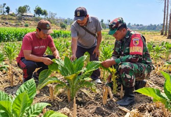 Babinsa dan Petani Cek Tanaman Tembakau, Siapkan Irigasi Perpompaan untuk Dukung Produktivitas