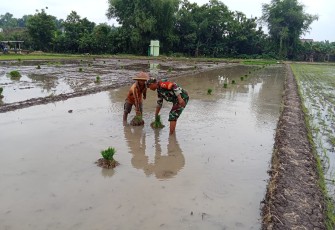 Babinsa Sewulan Dampingi Petani Tanam Padi, Jaga Asa Panen di Musim Tanam