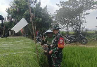 Pendampingan petani desa binaan