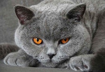 Ras Kucing Abu Abu 