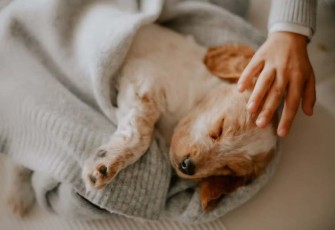 Tanda Anjing Perlu Dibawa ke Dokter Hewan