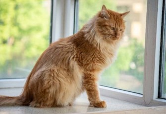 Unicharm Pet Indonesia