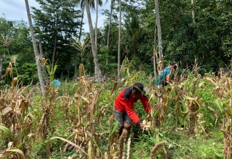 Yonarmed 12 Kostrad Panen Jagung Penuh Kebersamaan