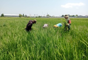 Babinsa Kartosari Bersihkan Gulma Bersama Petani