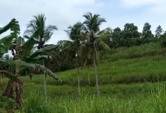 Kondisi lahan yang menjadi objek sengketa antara ahli waris Kartorejo Ngaidin dengan pihak yang disebut sebagai cucu angkat di wilayah Desa Banjarejo, Kecamatan Donomulyo, Kabupaten Malang. (Foto: Edy/Klikwarta.com)