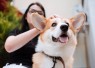 10 Ras Anjing Menggemaskan yang Ramah dan Mudah Dirawat di Rumah
