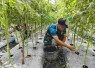 Bantu merawat kebun tomat warga perbatasan
