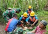 Singkong rebus kebersamaan Desa Brabe
