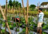 Bantu rawat tanaman di kebun warga desa binaan