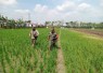 Pendampingan petani desa binaan