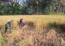 Bantu panen padi petani desa binaan