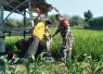 Pendampingan petani desa binaan
