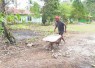 Pembersihan lingkungan Kampung Sesor