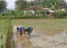 Pendampingan petani desa binaan