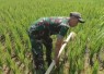 Pendampingan irigasi pertanian wilayah desa binaan