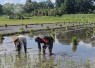 Bantu tanam padi wilayah desa binaan