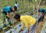 Yonarmed 12 Kostrad Bersama Warga Kampung Mokliman Rawat Kebun Demi Ketahanan Pangan