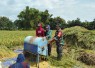 Babinsa Suluk Turun ke Sawah Bersama Petani Perkuat Ketahanan Pangan