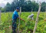 Pos Fatubesi Atas Dukung Ketahanan Pangan dengan Membantu Panen Cabai Warga di Perbatasan