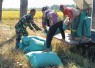 Panen Padi di Banyukambang, Babinsa dan Petani Jaga Ketahanan Pangan dari Sawah