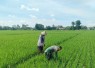 Babinsa Desa Gempolan Dampingi Petani Bersihkan Gulma, Dukung Peningkatan Hasil Panen Padi