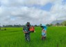 Babinsa Desa Talunkulon Dampingi Petani, Perkuat Ketahanan Pangan Nasional