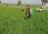 Babinsa Kedungrejo Bantu Petani Rawat Padi