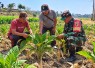 Babinsa dan Petani Cek Tanaman Tembakau, Siapkan Irigasi Perpompaan untuk Dukung Produktivitas