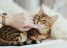 Kandungan Obat Jamur Kucing yang Penting Diperhatikan